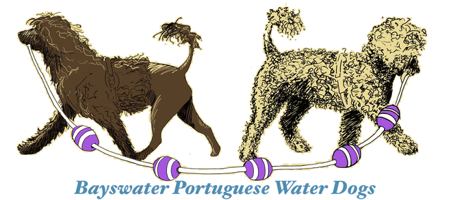 WELCOME TO BAYSWATER PORTUGUESE WATER DOGS!